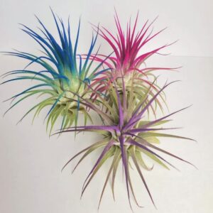Alternative view of Air Plant Tillandsia Iona Pink Single Plant