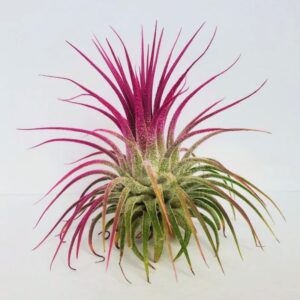 Air Plant Tillandsia Iona Pink Single Plant