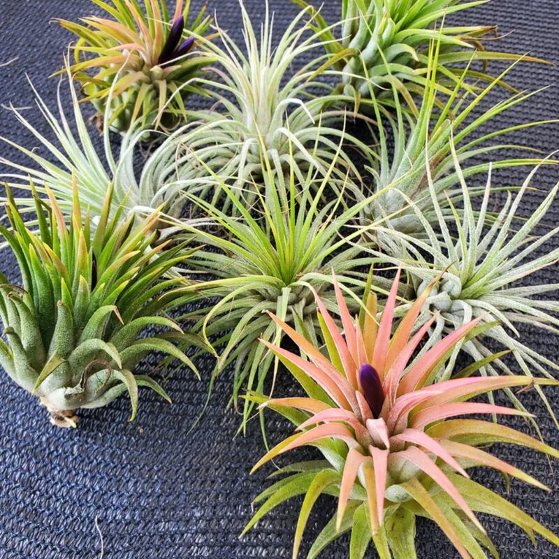 Set of Air Plant Tillandsia Iona - Image 4