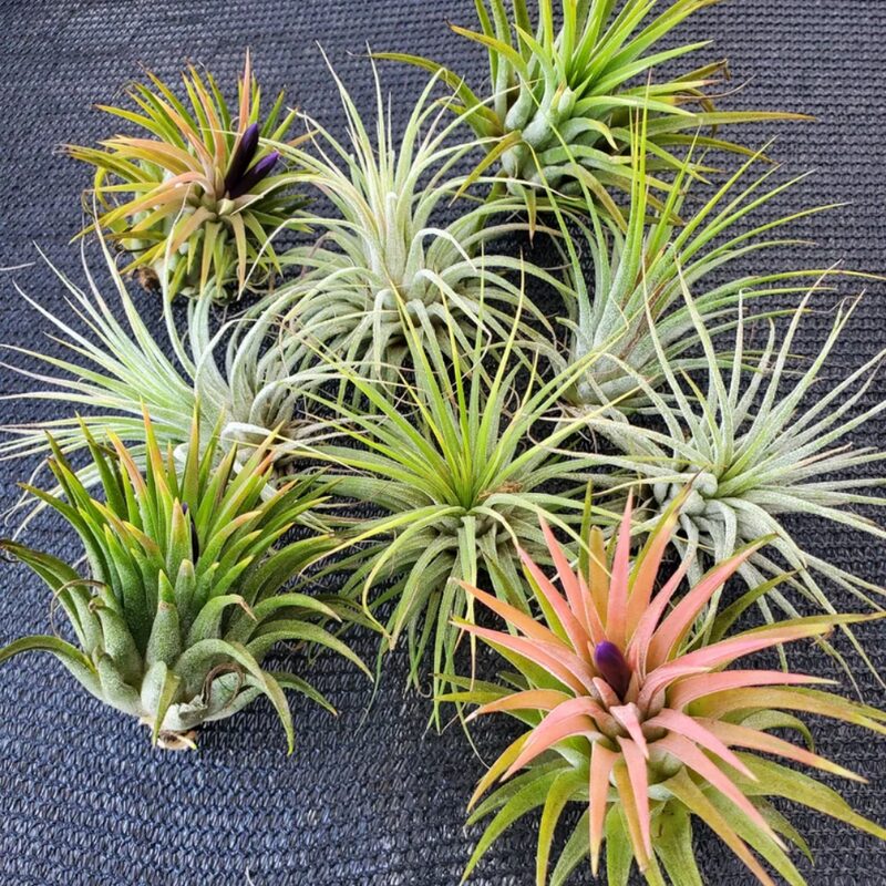 Set of Air Plant Tillandsia Iona - Image 5