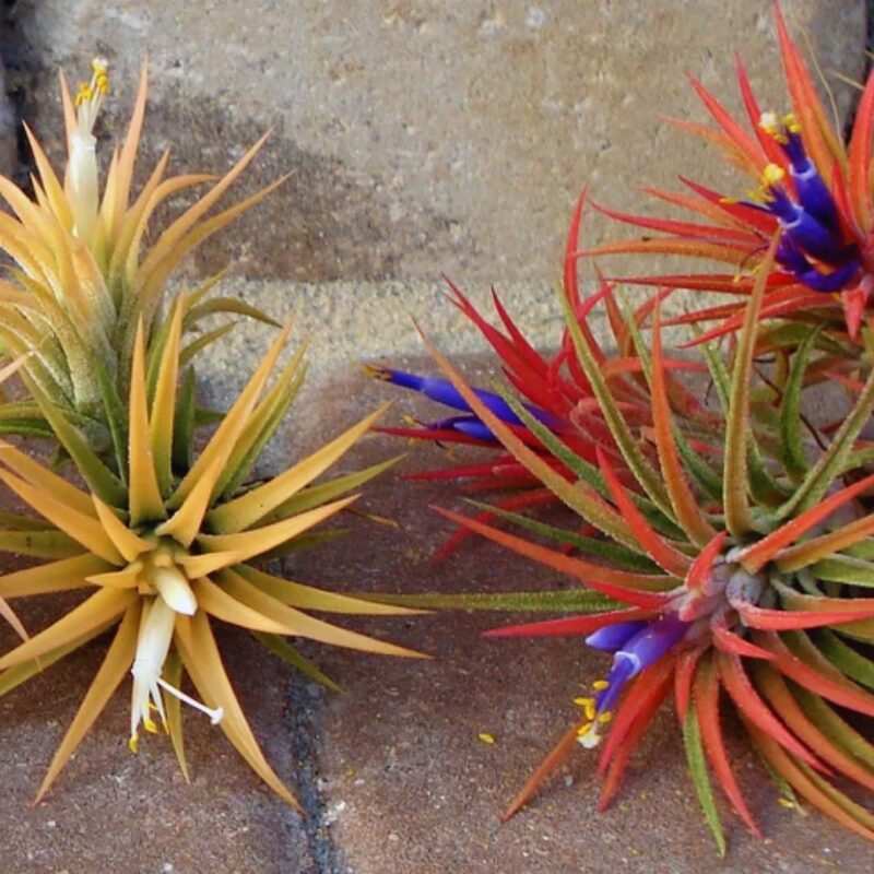 Set of Air Plant Tillandsia Iona - Image 3