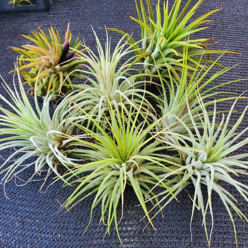 Set of Air Plant Tillandsia Iona - Image 2