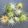 Set of Air Plant Tillandsia Iona