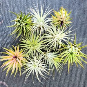 Set of Air Plant Tillandsia Iona