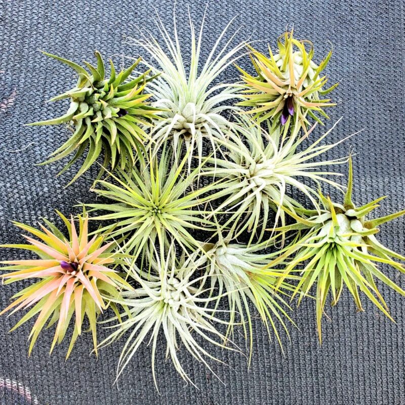 Set of Air Plant Tillandsia Iona