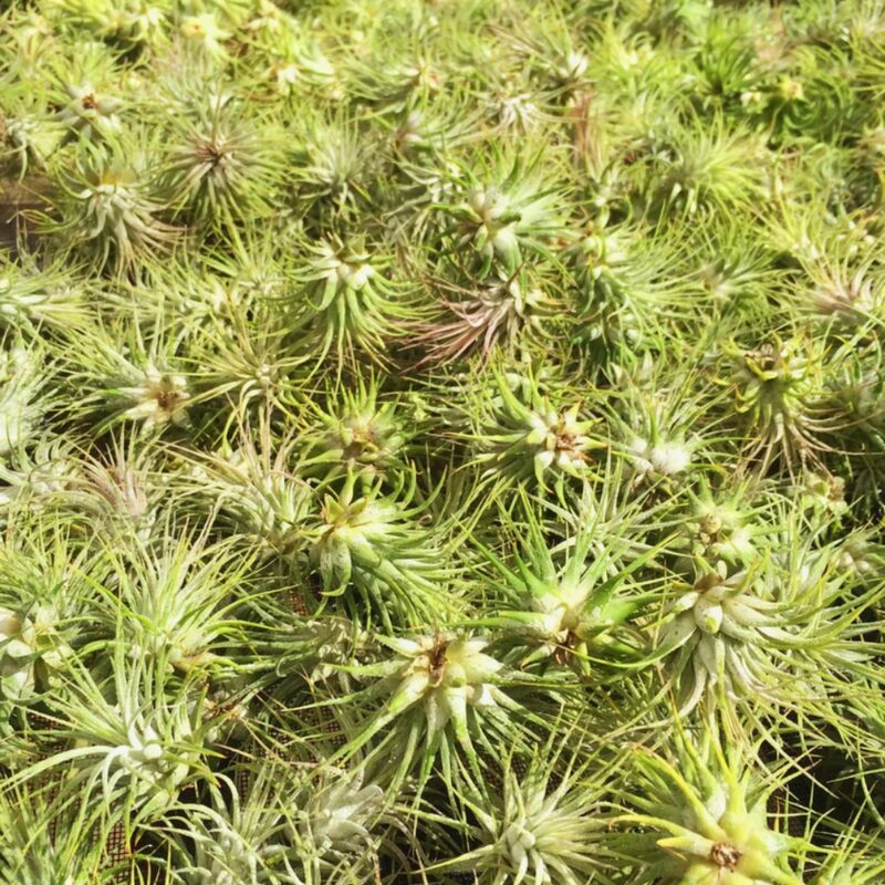 Air Plant Iona Tillandsia Individual - Image 5