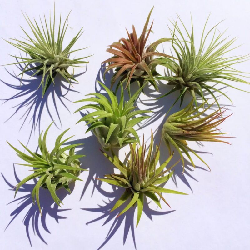 Air Plant Iona Tillandsia Individual - Image 4