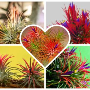 Alternative view of Air Plant Iona Tillandsia Individual