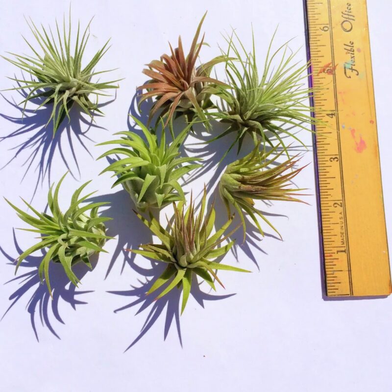 Air Plant Iona Tillandsia Individual - Image 3