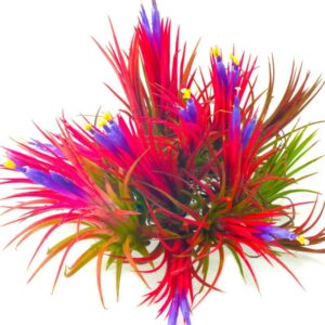 Air Plant Iona Tillandsia Individual
