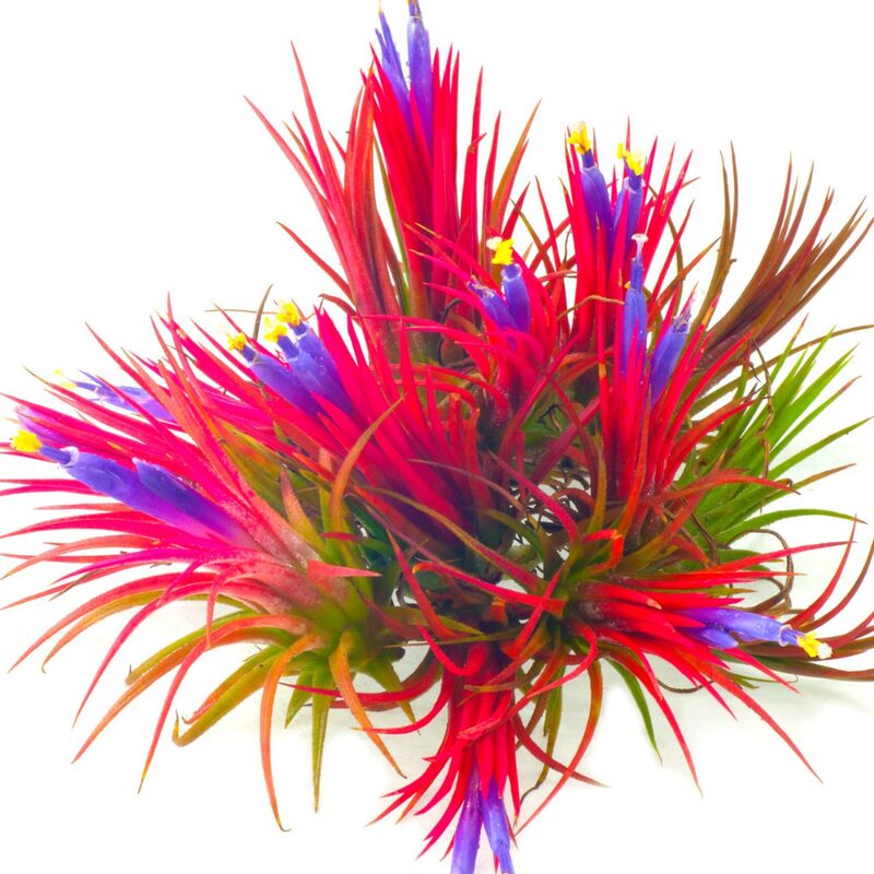 Air Plant Iona Tillandsia Individual