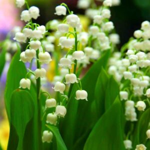 Alternative view of Lily of the Valley