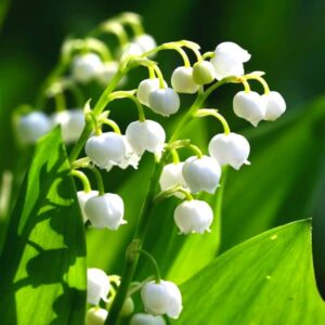 Lily of the Valley