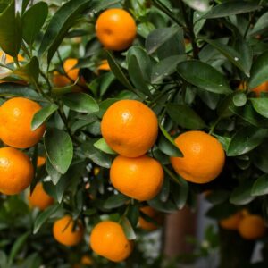 Citrus Plant Live - Orange Tree Live Plant - Sweet Juicy Orange Fruit Trees - No Ship to CA, HI, PR