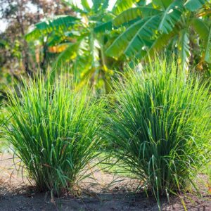 Lemongrass Lemon Grass Plants