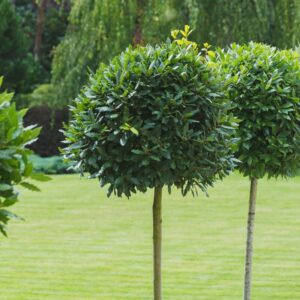 Bay Leaf Plant Live - Bay Laurel - Laurus Nobilis