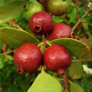 Alternative view of Guava Tree Live Plant