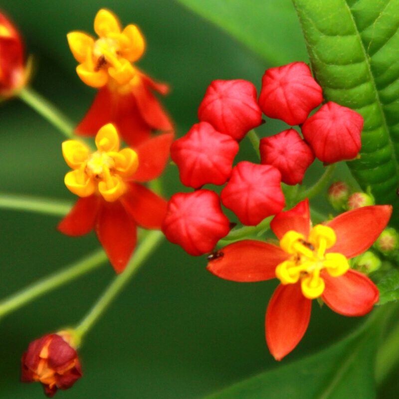 Milkweed Live Plant - Starter Plant 4 To 7 Inches Tall - Image 4