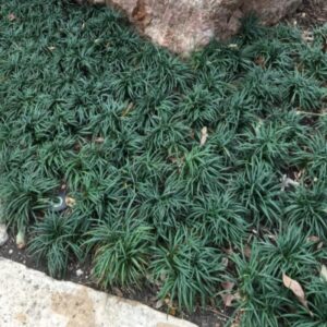 Alternative view of Dwarf Mondo Grass