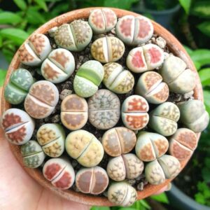 Alternative view of Mix Lithop Succulent Plants