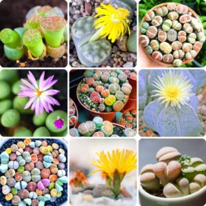 Mix Lithop Succulent Plants