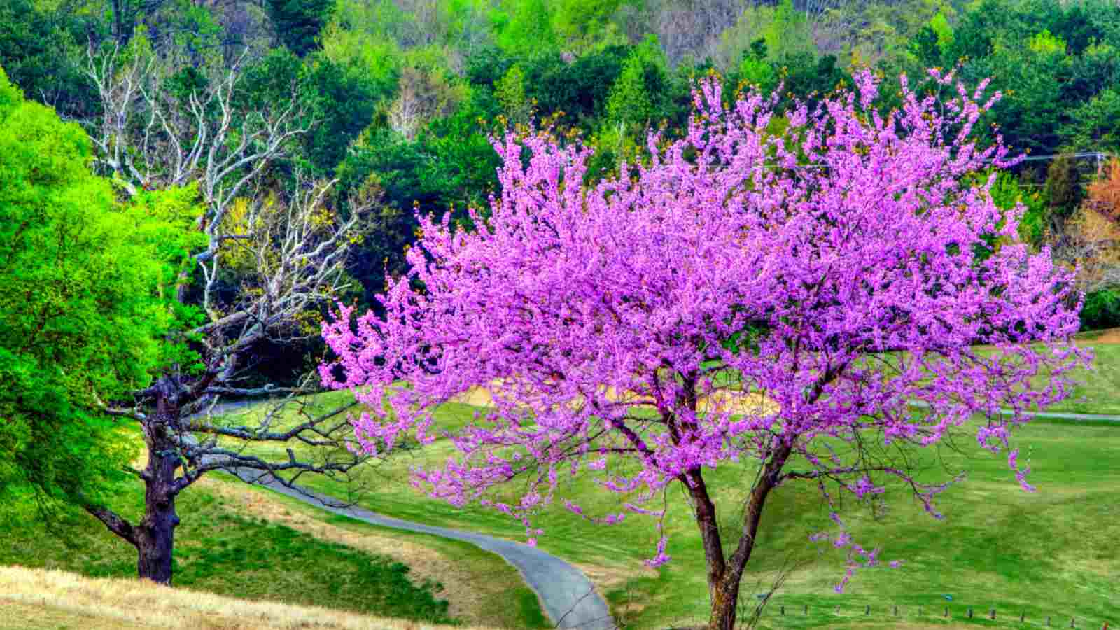 Redbud Tree: A Guide to Planting, Care, and Troubleshooting