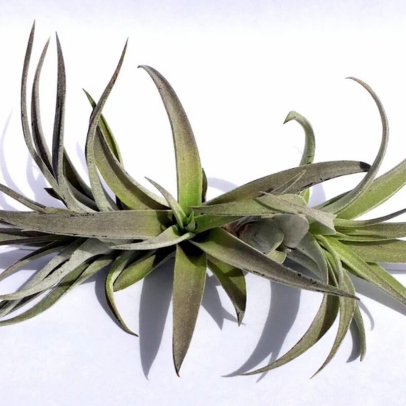 Air Plant Mix of 3 Plagiotropica Airplant - Image 4
