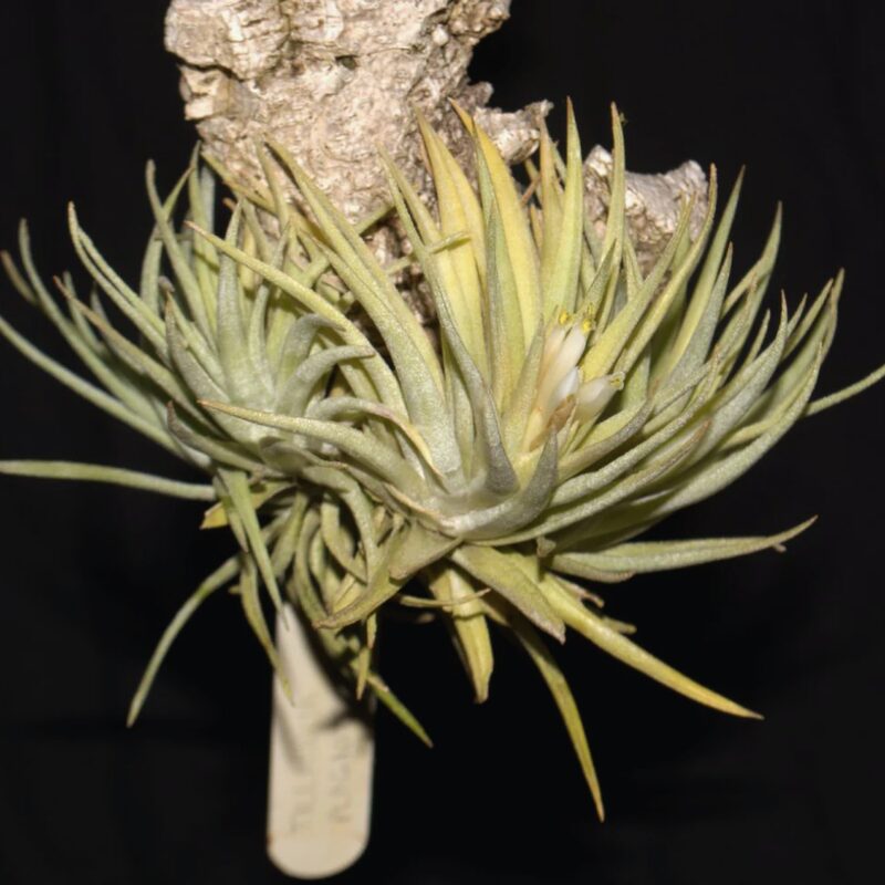 Air Plant Mix of 3 Plagiotropica Airplant - Image 3