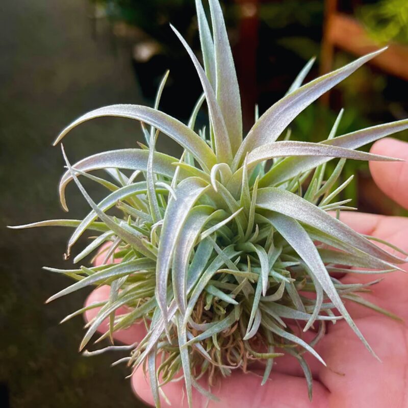 Air Plant Mix of 3 Plagiotropica Airplant - Image 2
