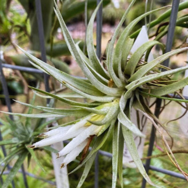 Air Plant Mix of 3 Plagiotropica Airplant