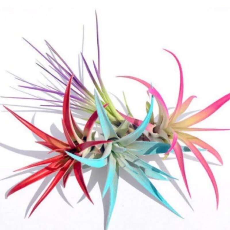 Air Plant Fun Pack mix of 5 Airplant