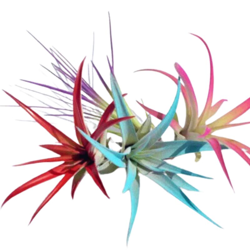 Air Plant Fun Pack mix of 4 Airplant - Image 2