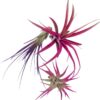 3 Air Plant Fun Pack Mix