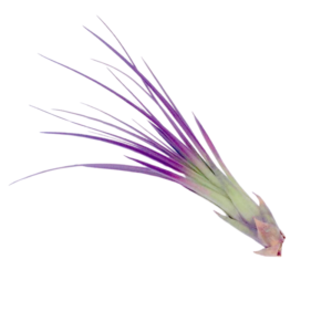 Alternative view of 3 Air Plant Fun Pack Mix