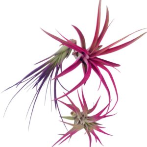 3 Air Plant Fun Pack Mix