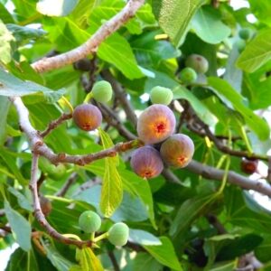 Alternative view of Fig Fruit Cutting - 4 to 6 Inc Tall