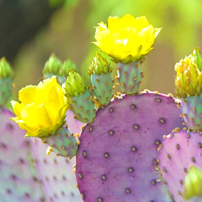Prickly Pear Cactus Pad - Image 3