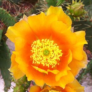 Prickly Pear Cactus Pad