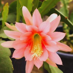 Alternative view of Epiphyllum Orchid Cactus Cutting