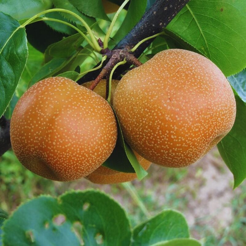 Shinko Asian Pear Tree - Image 3
