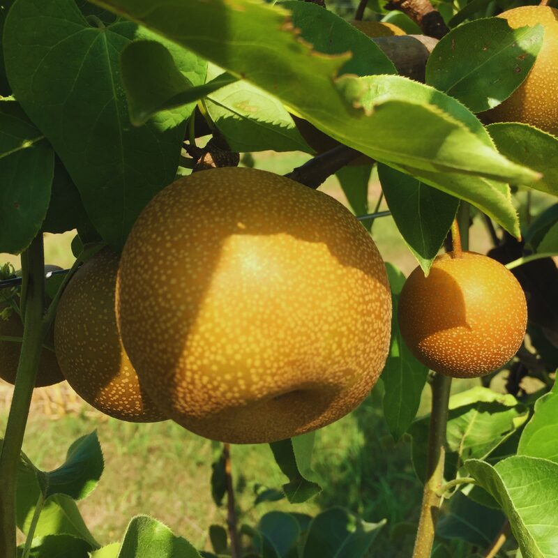 Shinko Asian Pear Tree