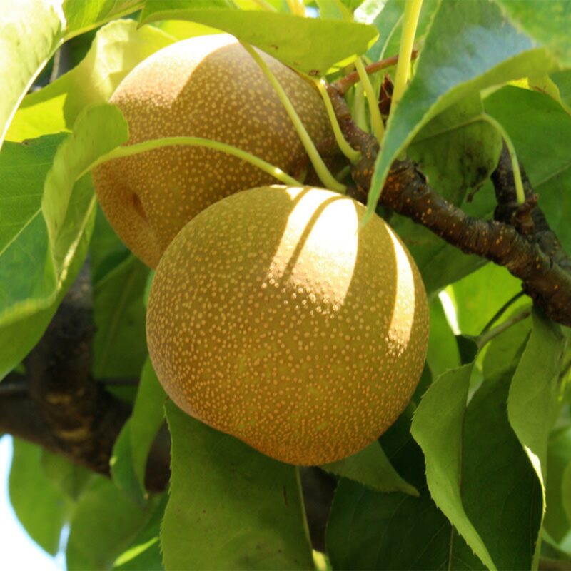 Shinko Asian Pear Tree - Image 2