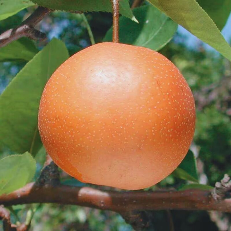 Chojuro Asian Pear Tree - Image 4