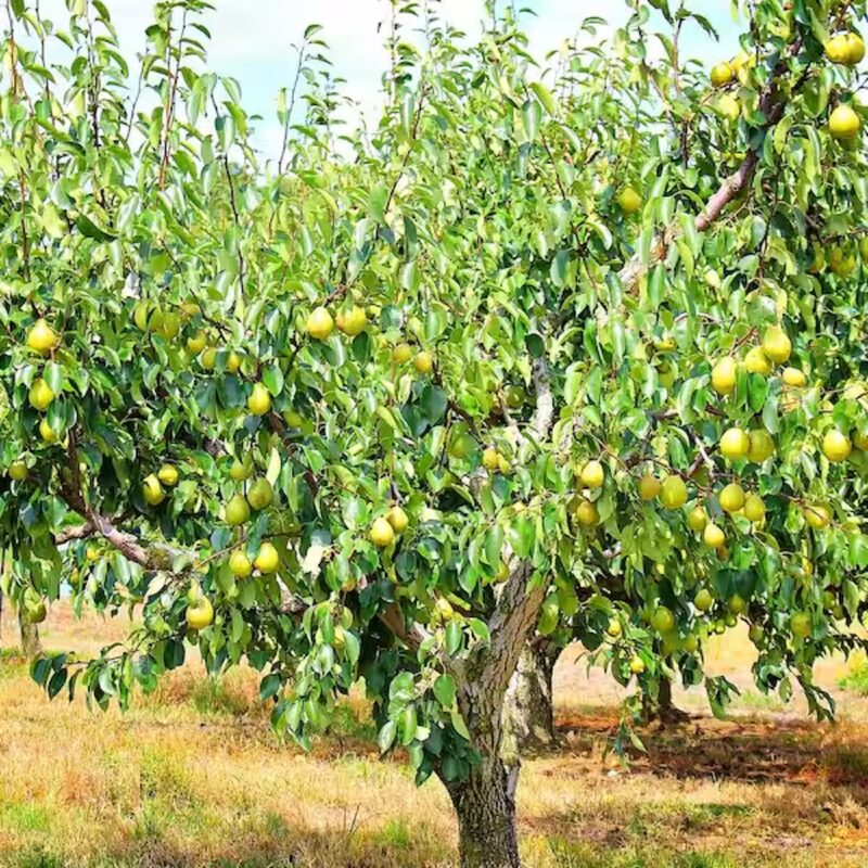 Bartlett Pear Tree - Image 2