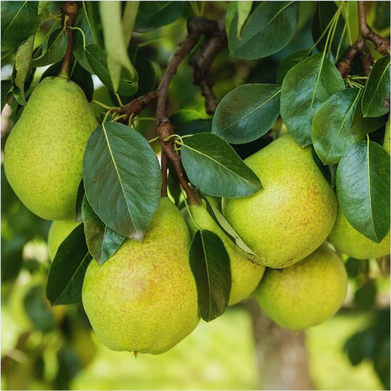 Bartlett Pear Tree