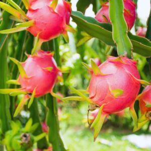Alternative view of Dragon Fruit Plant