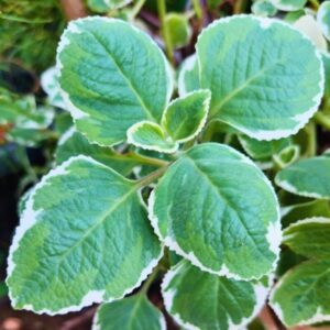 Alternative view of Cuban Oregano Plant