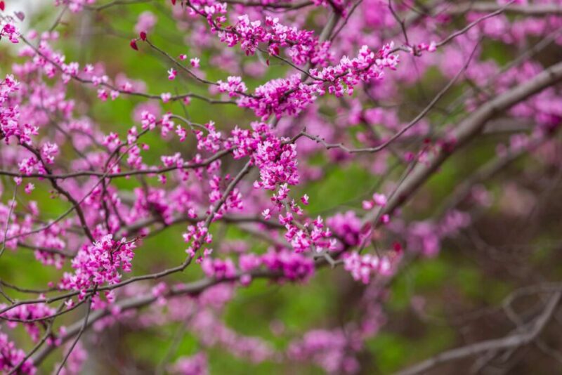 Dive into the Beauty of Redbud Trees: A Comprehensive Guide to Planting and Care