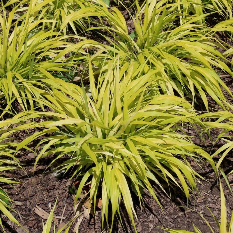 Hakonechloa Macra All Gold, Japanese Forest Grass - Image 6