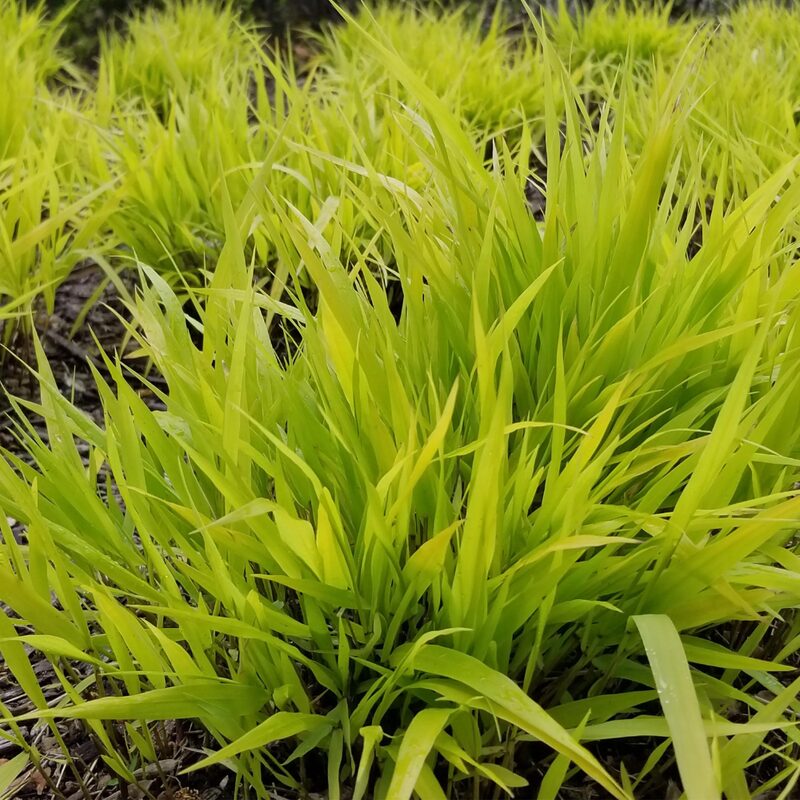 Hakonechloa Macra All Gold, Japanese Forest Grass - Image 5